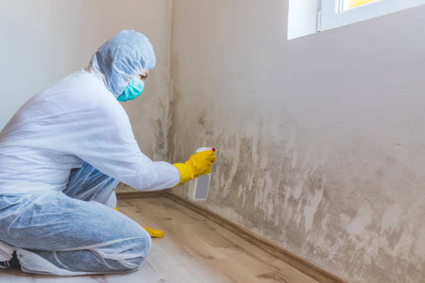 Licensed Black Mold Remediation service in Deerfield, IL - Mold Remediation HQ